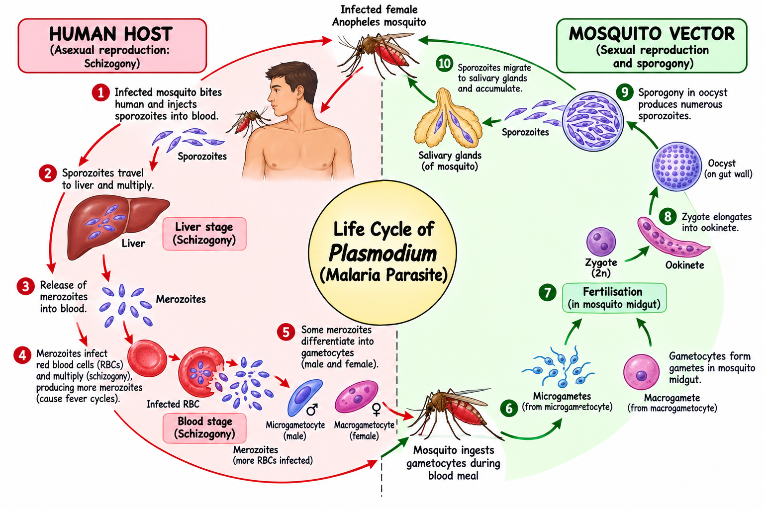 Life Cycle of Plasmodium